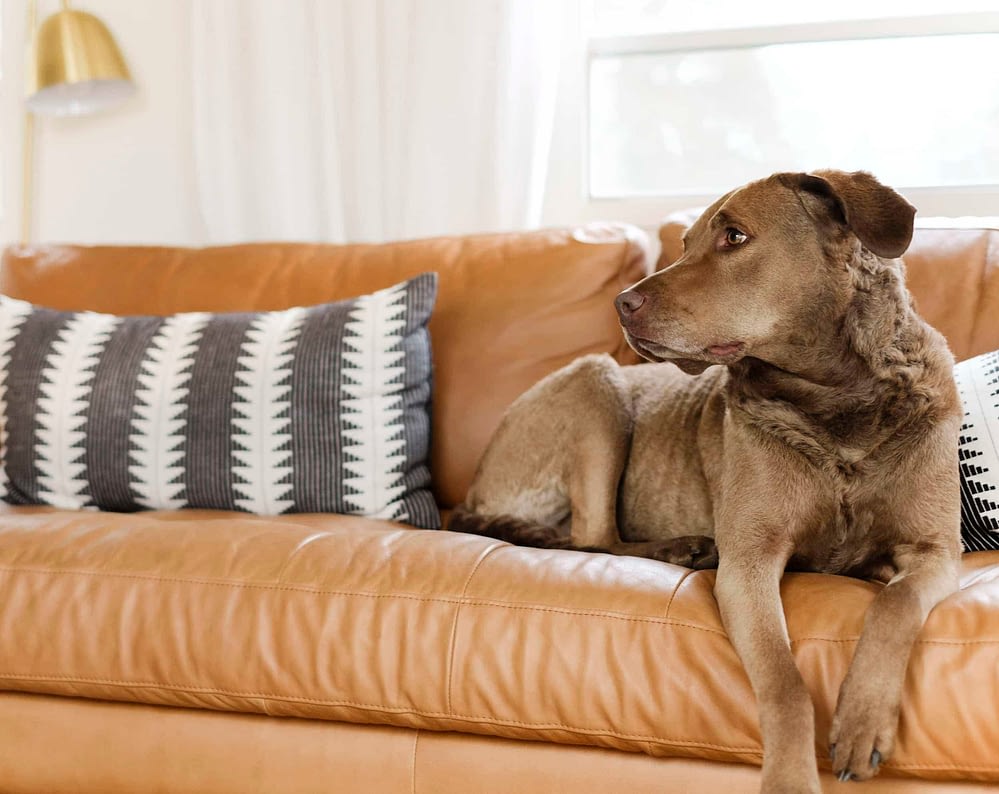 Brown dog lying on a tan leather sofa