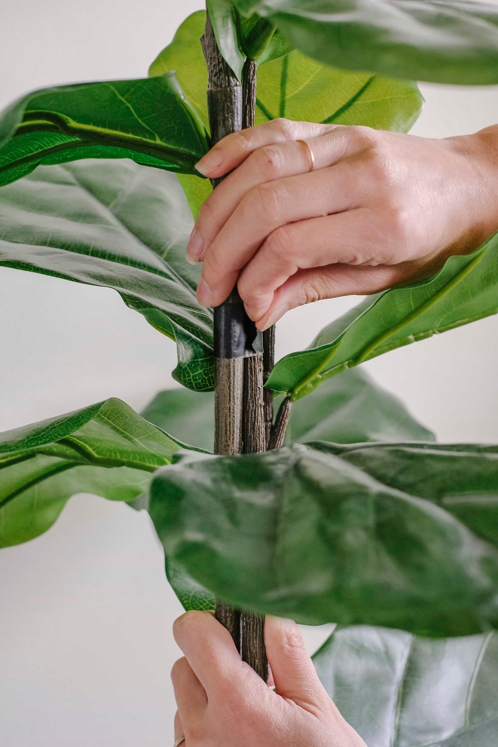 a hand taping three fiddle leaf fig branches together