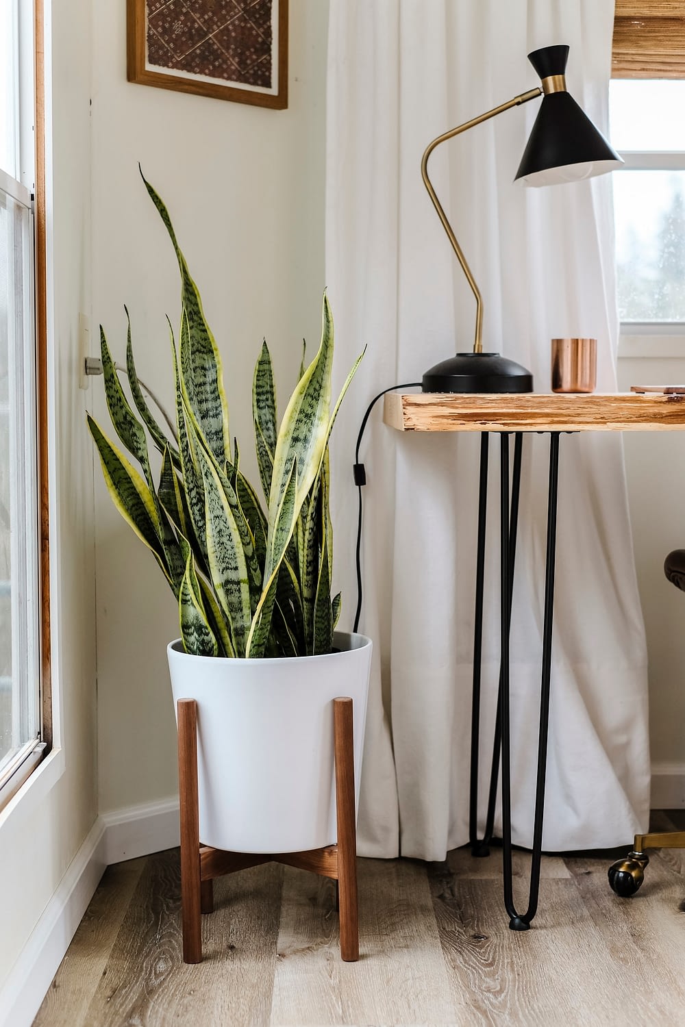 Snake plant in white planter next to a home office desk