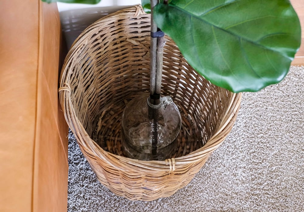 DIY faux fiddle leaf fig tree sitting in a woven basket